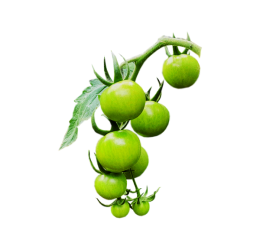 گوجه سبز گیلاسی