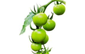 گوجه سبز گیلاسی